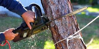 Trusted Posen, IL Tree Removal and Landscaping Services Experts